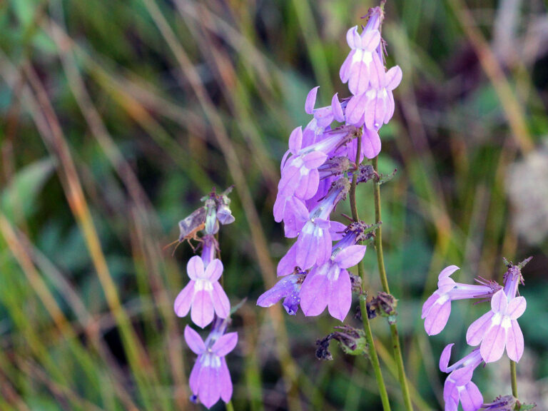 Glade Lobelia