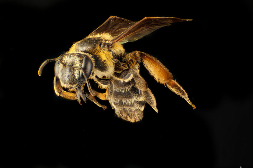 Andrena asteroides