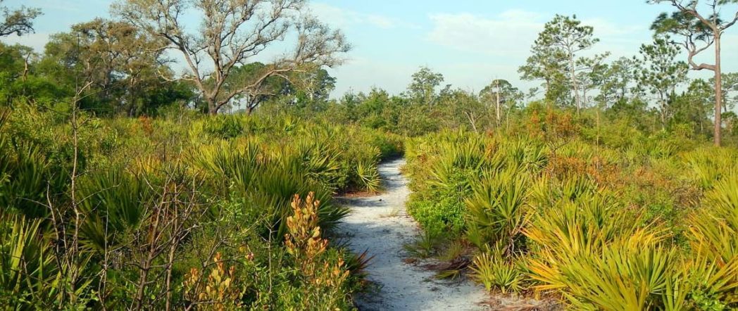 Scrub trail at Tiger Creek Preserve