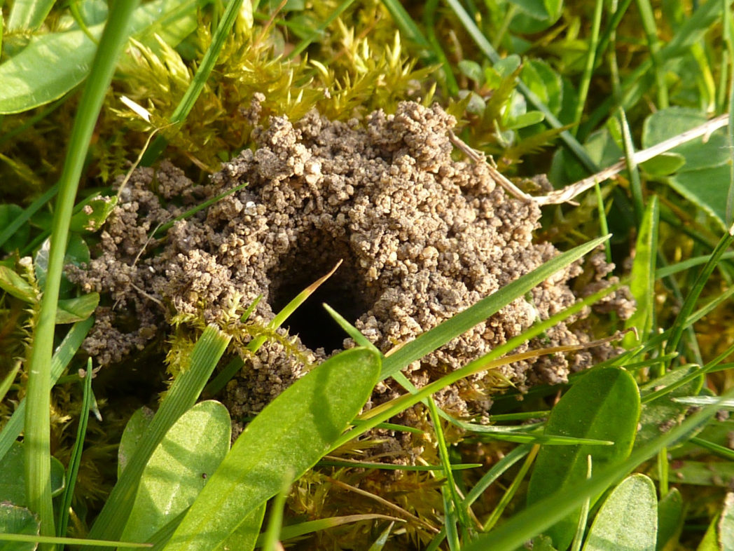Excavated Andrena nest