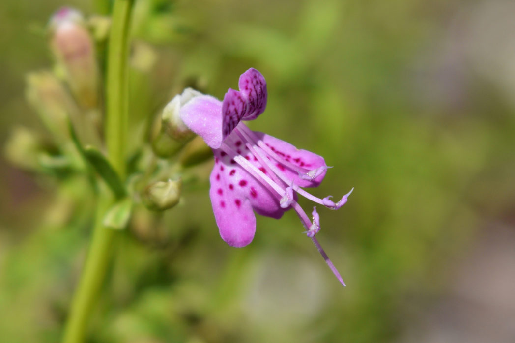 Titusville balm, Dicerandra thinicola