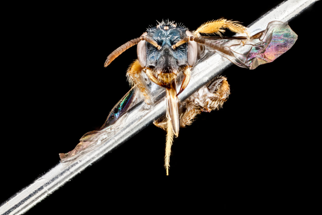 Perdita halictoides on pin