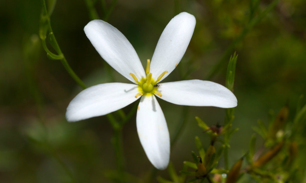 Shortleaf rosegentian, Sabatia brevifolia