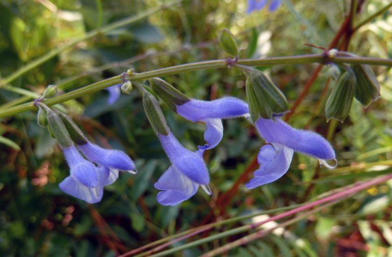 Azure blue sage, Salvia azurea