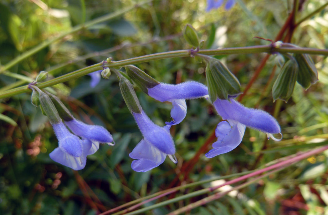 Azure blue sage, Salvia azurea