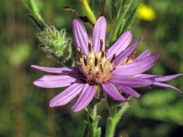 Eastern silver aster