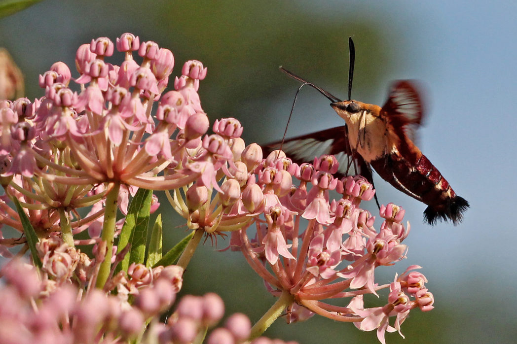 Hummingbird clearwing (Hemaris thysbe) on Swamp milkweed, Asclepias incarnata