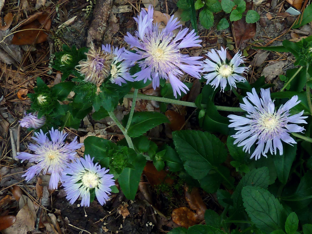Stokes' aster, Stokesia laevis