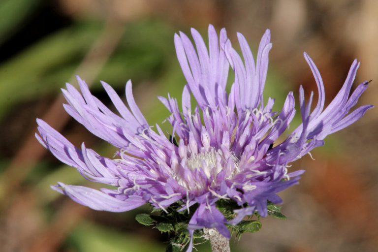 Stokes’ aster