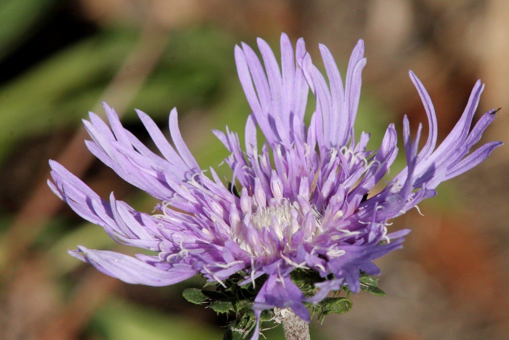 Stokes' aster, Stokesia laevis