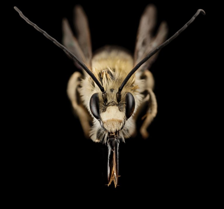 Long-horned bees