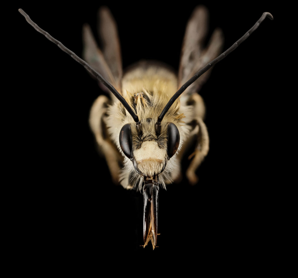 Long-horned bee, Eucera dubitata