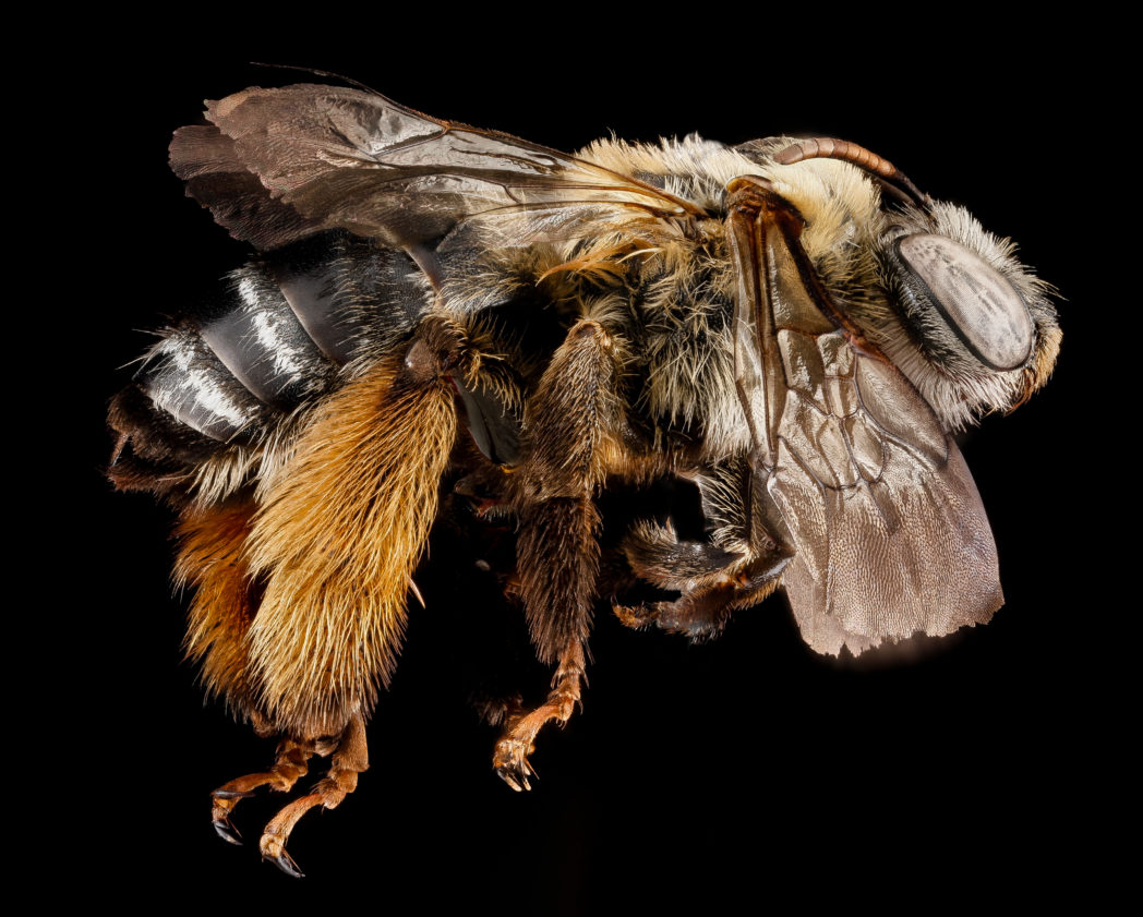Female long-horned bee, Melissodes communis
