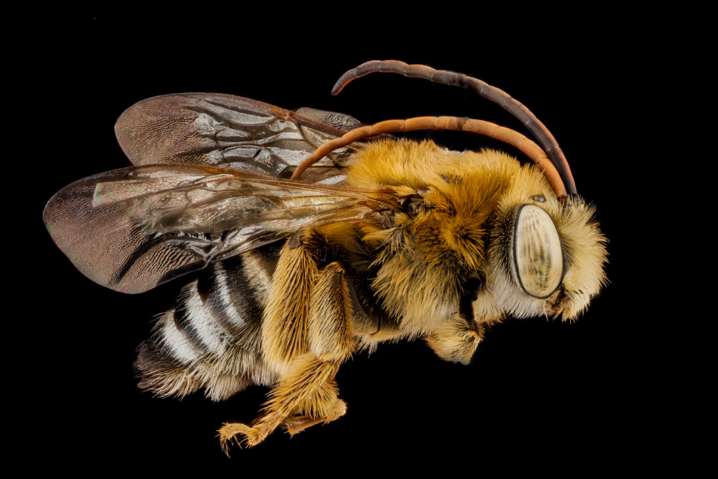 Male long-horned bee, Melissodes communis