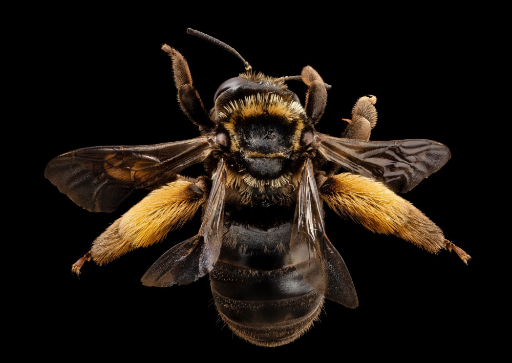 Female sunflower bee, Svastra obliqua