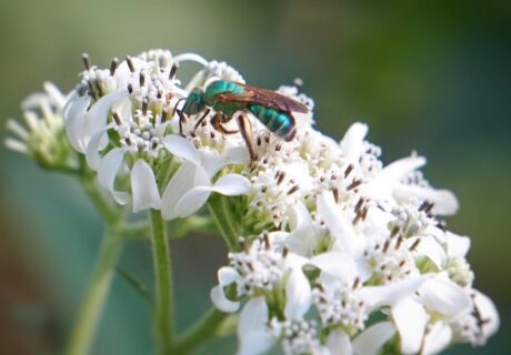 A metallic green bee on blooming Frostweed.