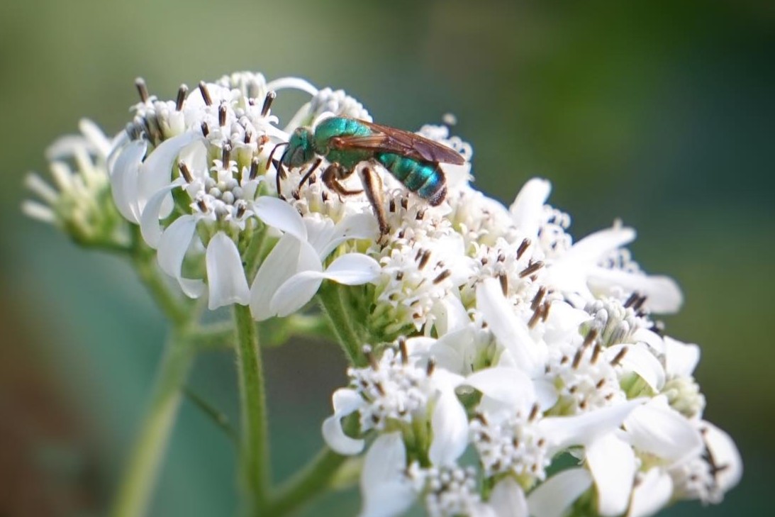 A metallic green bee on blooming Frostweed.