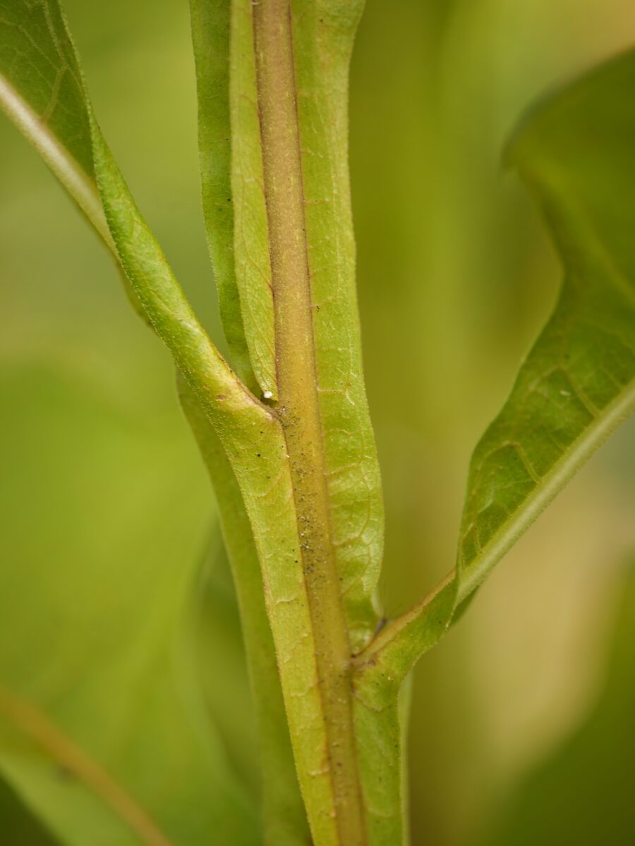 Frostweed stem with distinctive wing-like flanges running along its length.