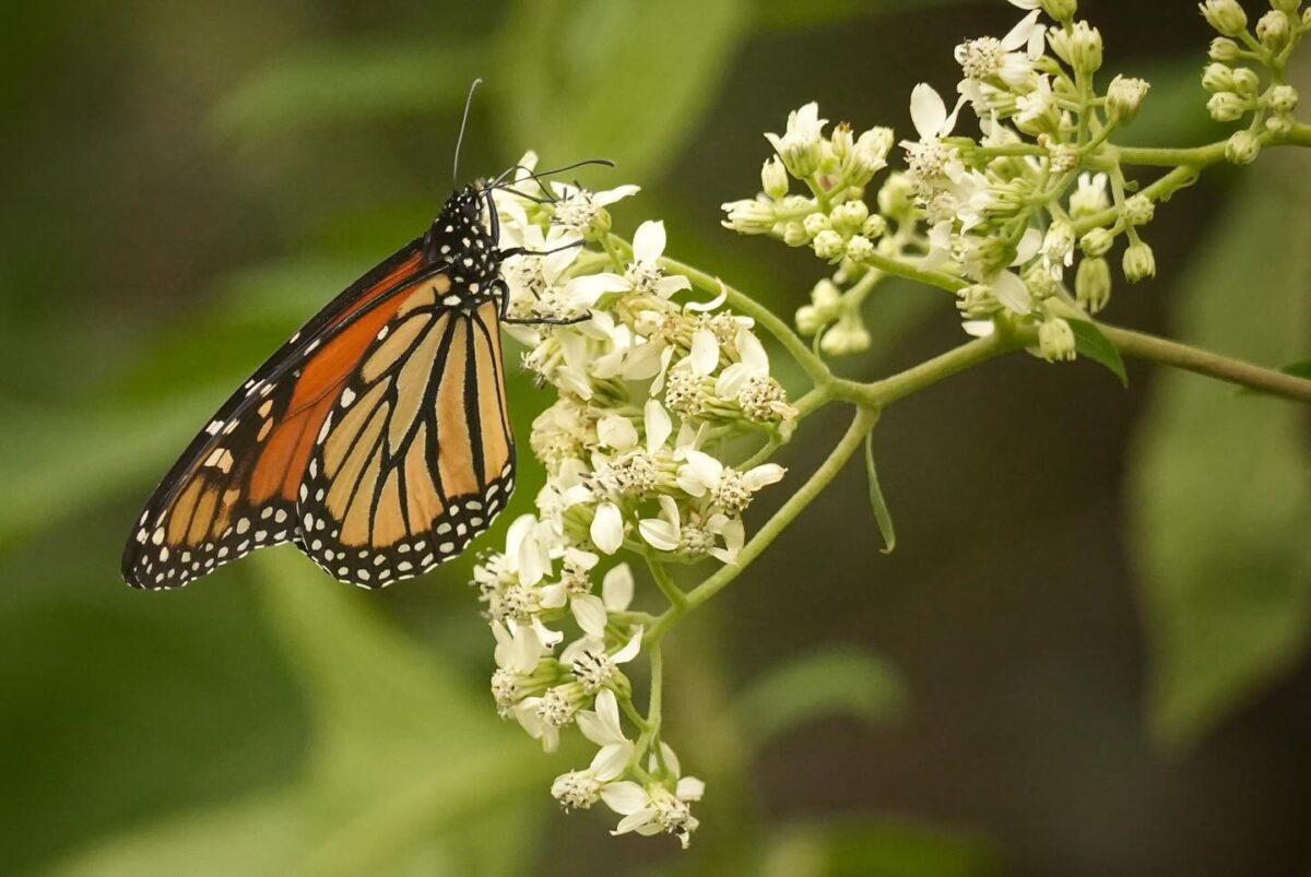A Monarch butterfly visiting Frostweed flowers.