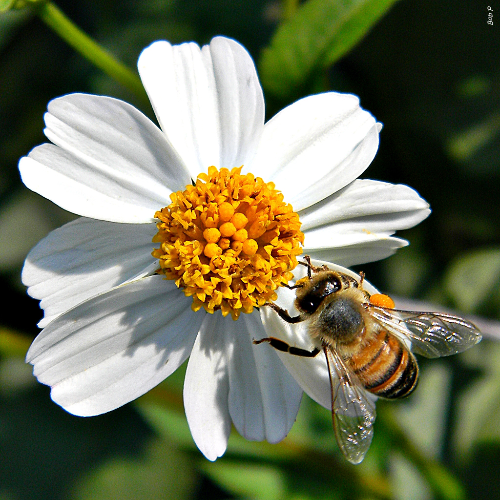 Honeybee on Beggar's tick, Bidens alba
