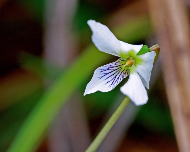 Bog white violet