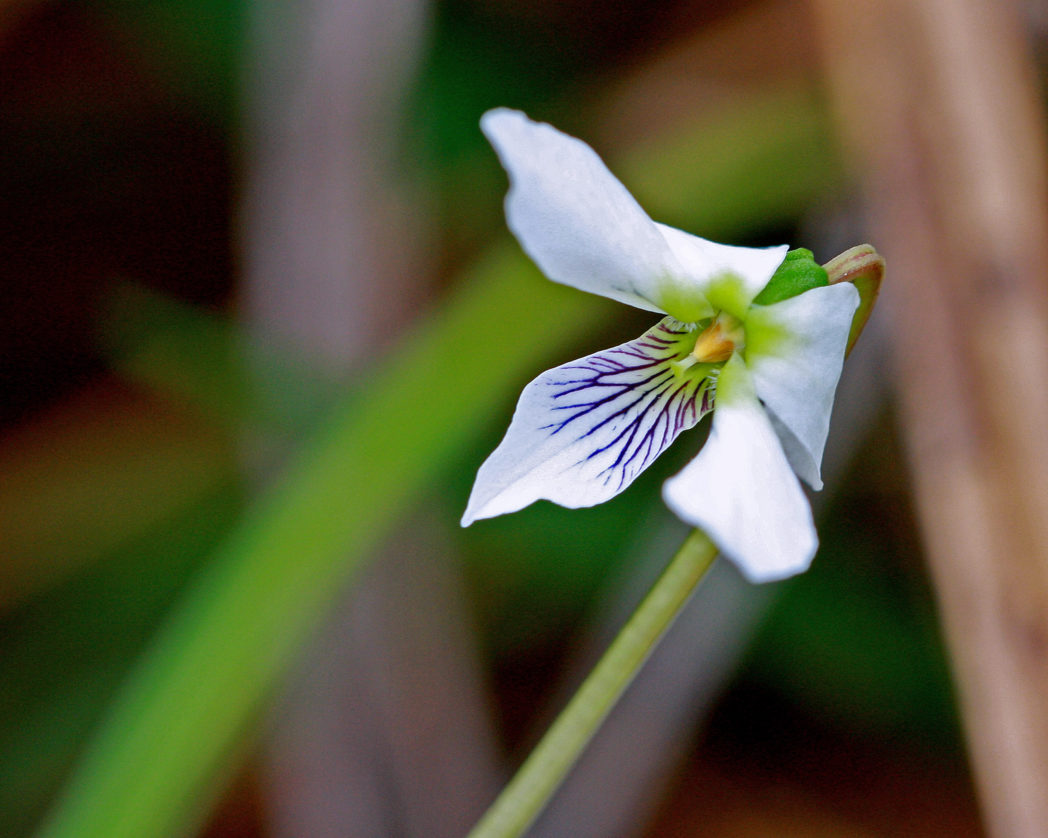 Bog white violet, Viola lanceolata