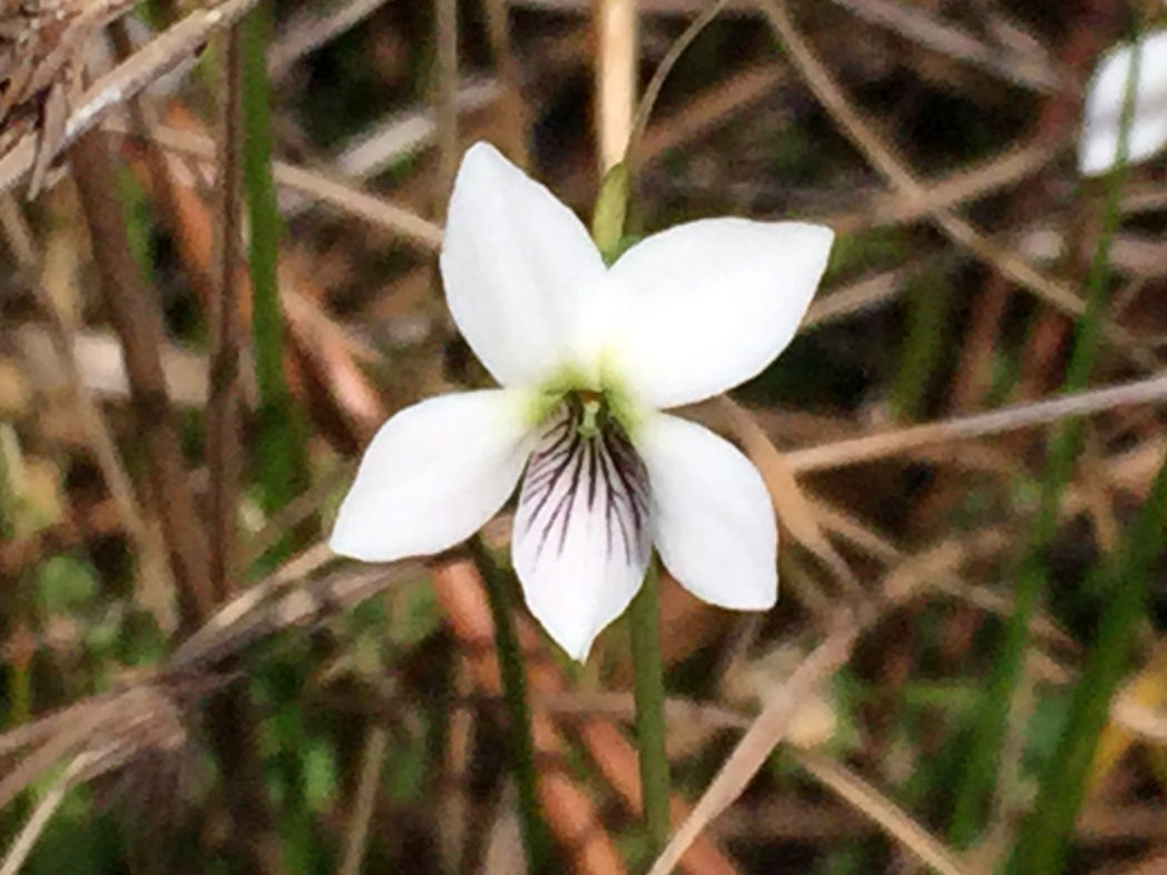 Bog white violet, Viola lanceolata