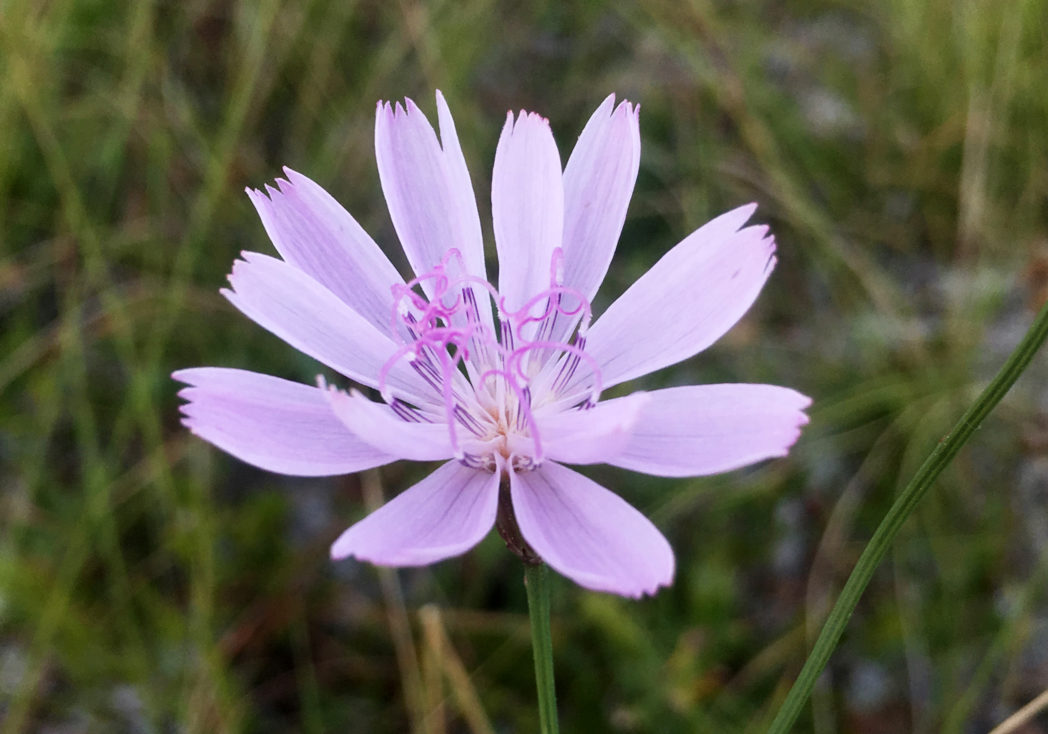 Rose-rush, Lygodesmia alphylla