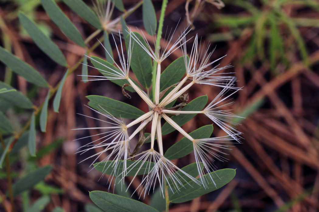 Rose-rush seeds