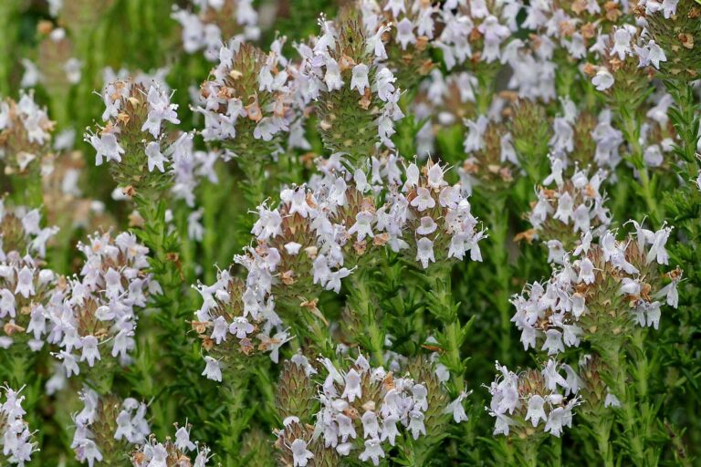 Wild pennyroyal