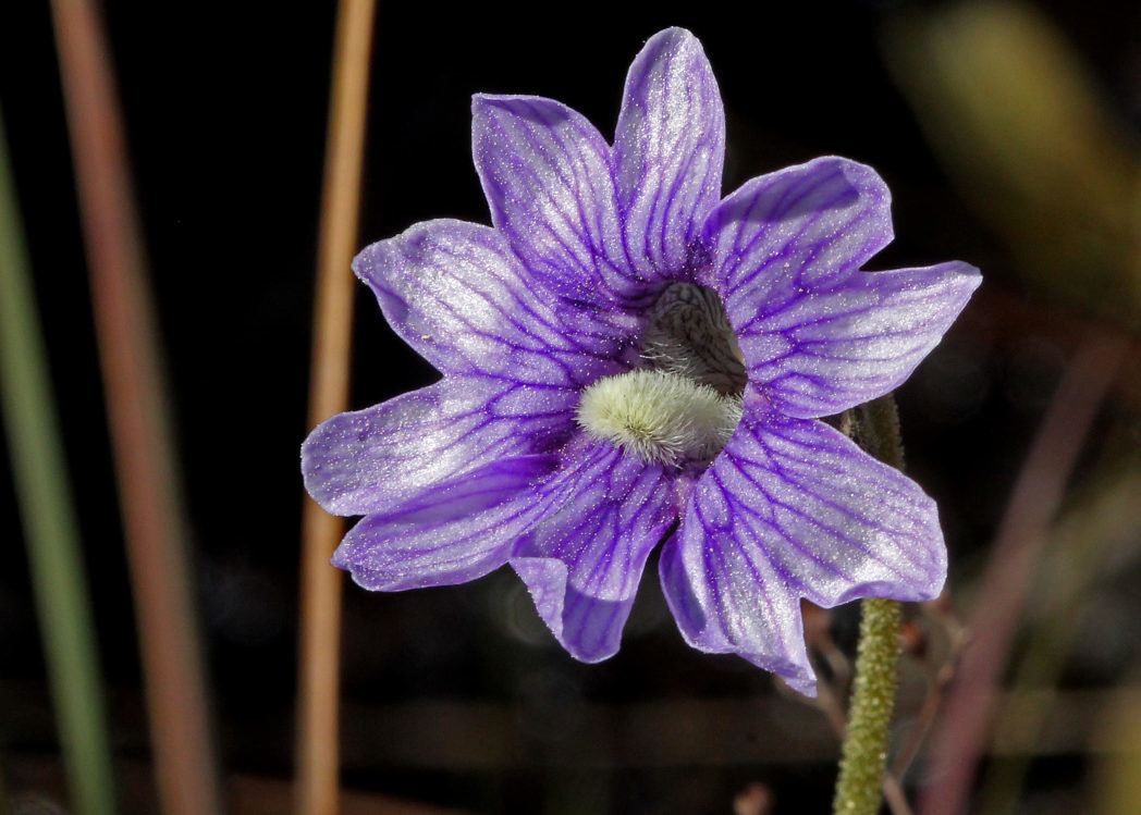 Blueflower butterwort, Pinguicula caerulea