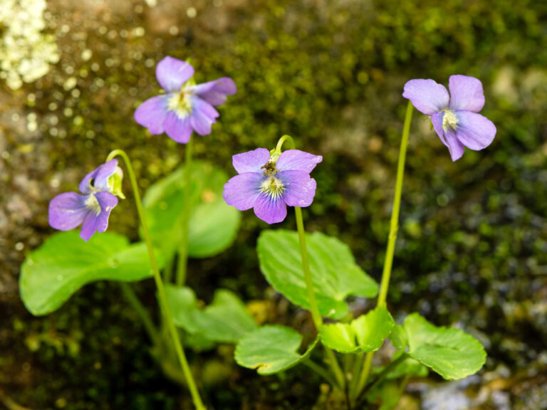 Common blue violet