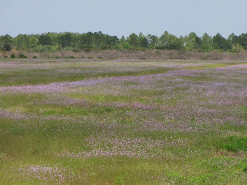 Field of toadflax in Southwest Florida