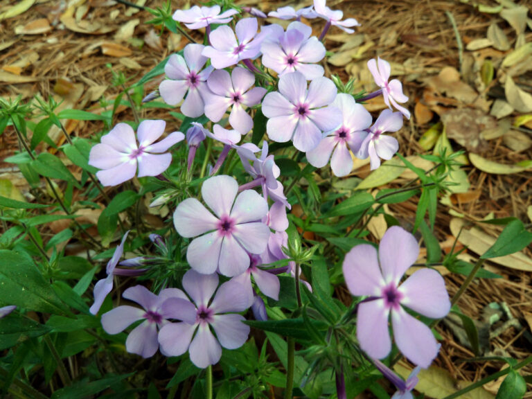 Wild blue phlox