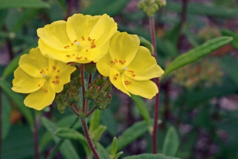 Pinebarren frostweed, Crocanthemum corymbosum