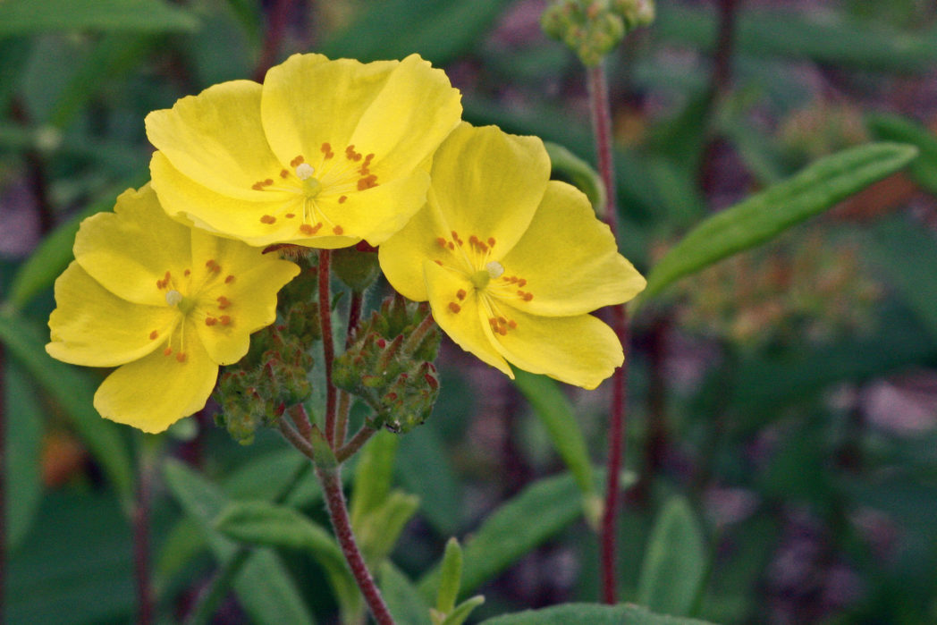 Pinebarren frostweed, Crocanthemum corymbosum