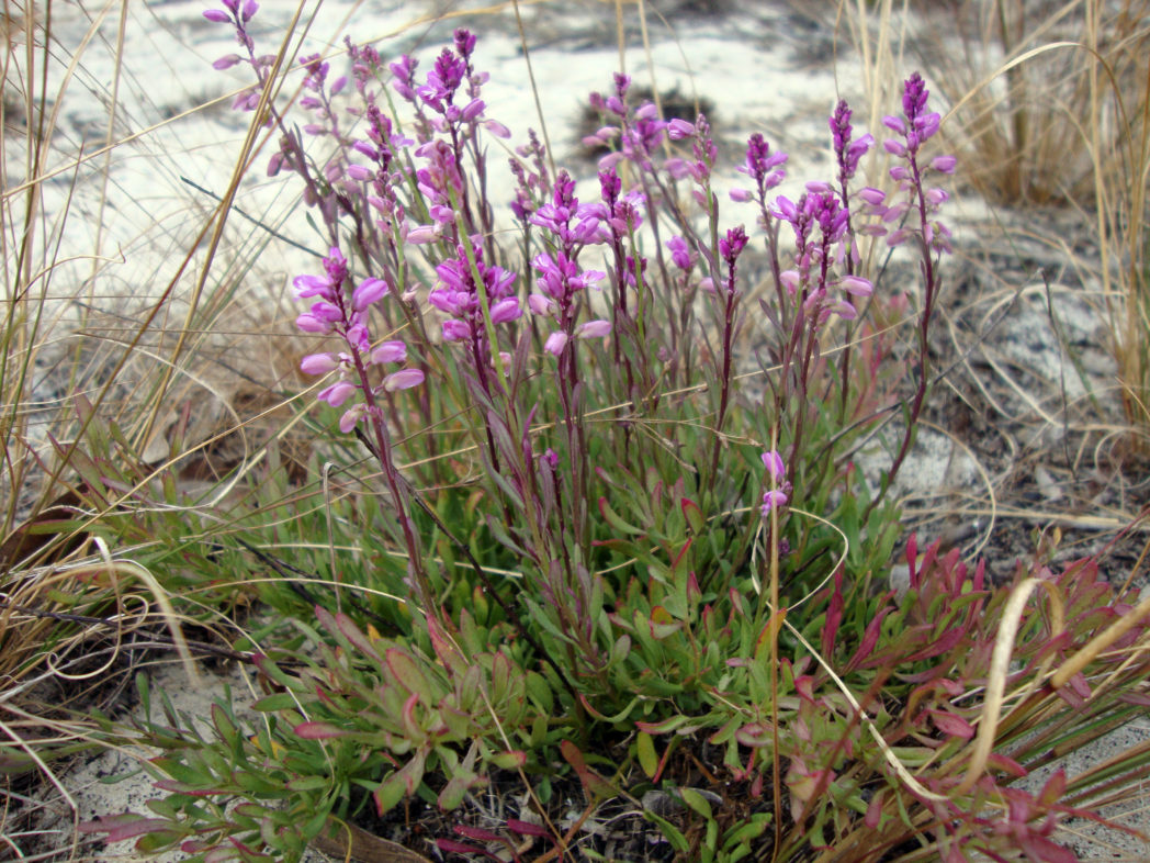 Lewton's polygala, Polygala lewtonii