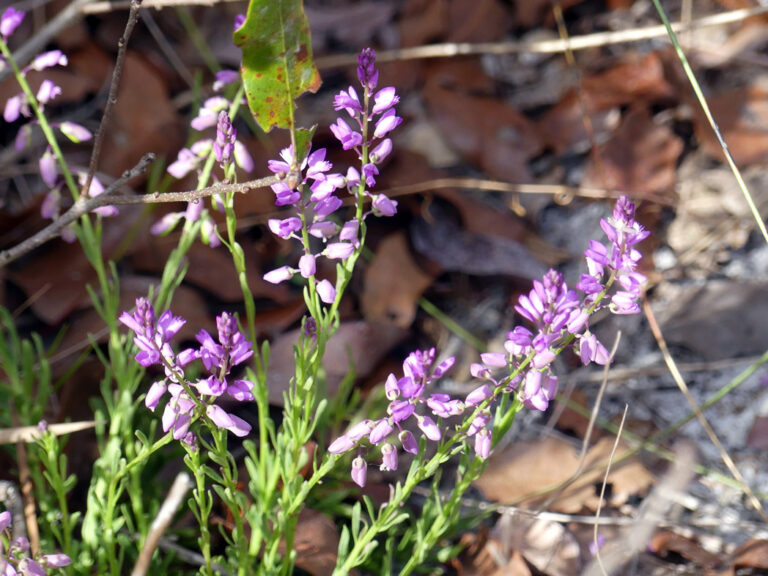 Lewton’s milkwort