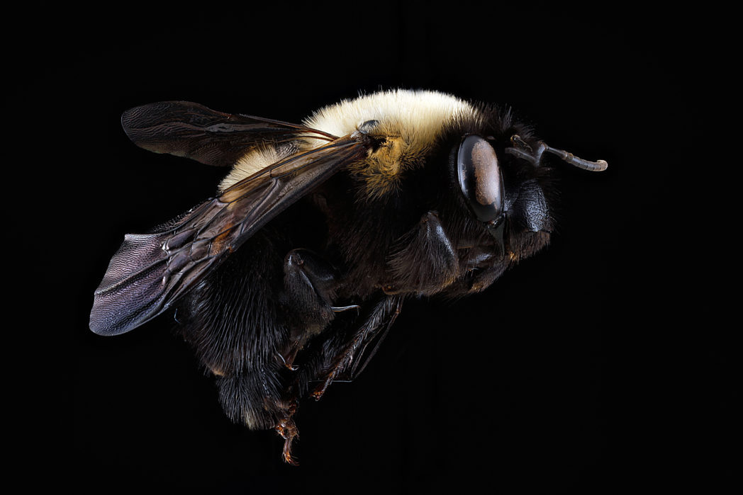 Blueberry bee, Habropoda laboriosa