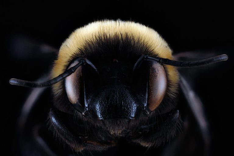 Female Blueberry bee, Habropoda laboriosa