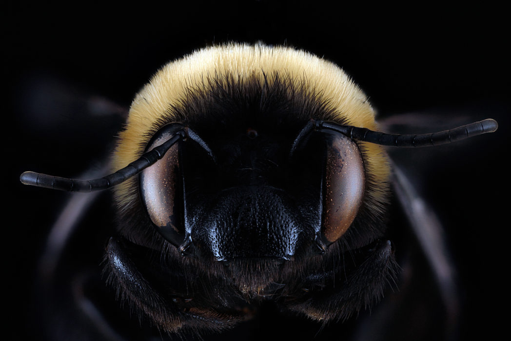 Female Blueberry bee, Habropoda laboriosa