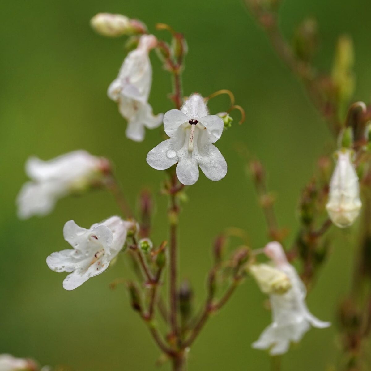White Manyflower beardtongue blooms.