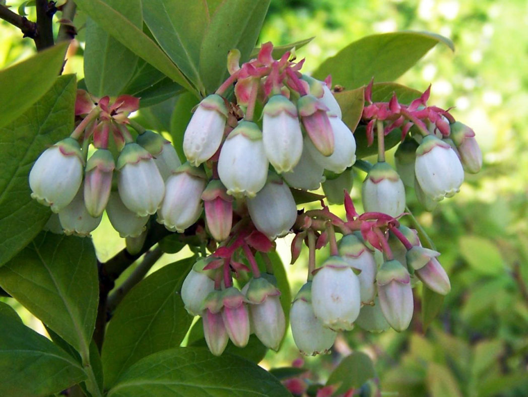 Blueberry, Vaccinium corymbosum