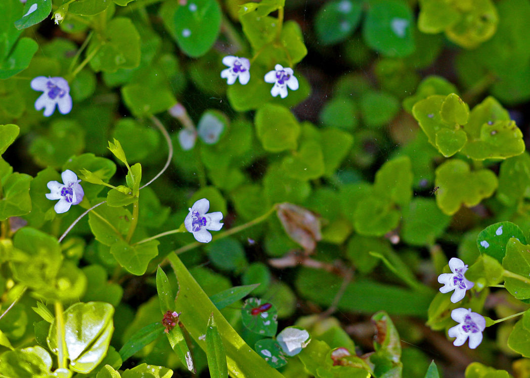 Browne's savory, Clinopodium brownei