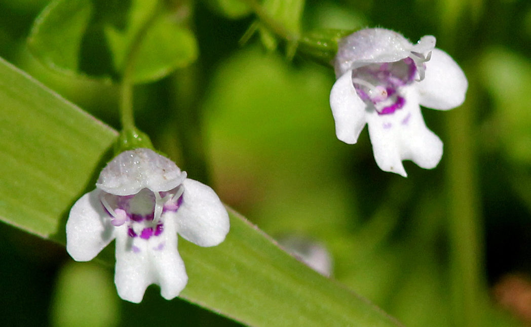 Browne's savory, Clinopodium brownei