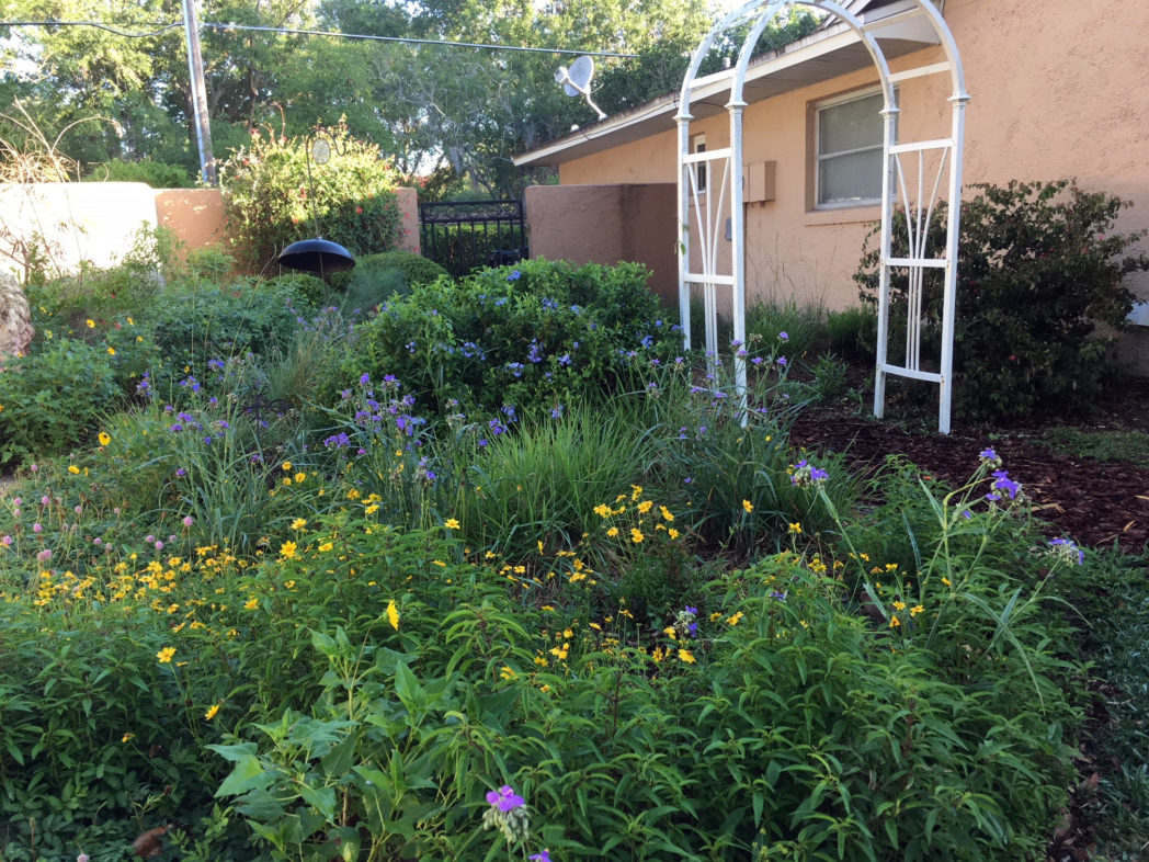 Native plant landscape