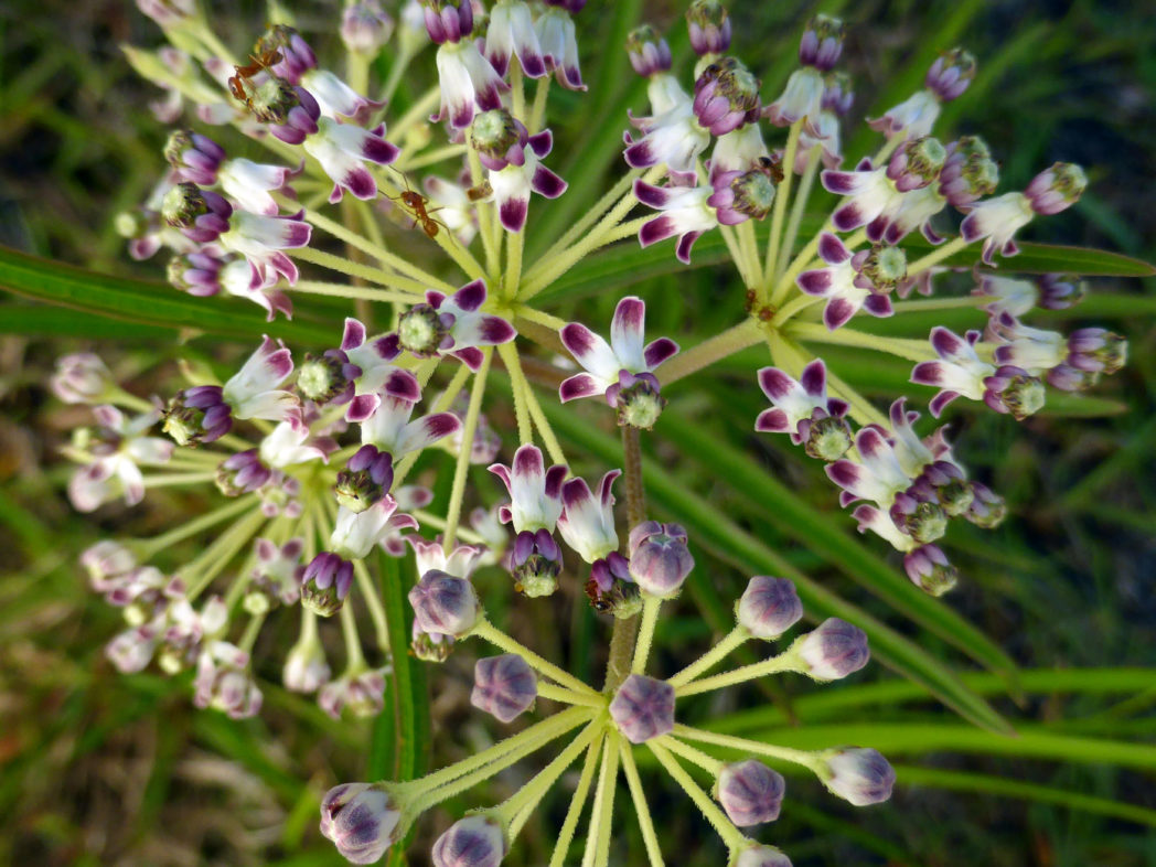 Longleaf milkweed, Asclepias longifolia