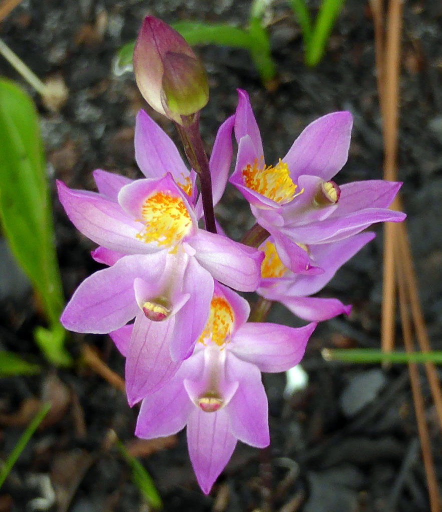 Manyflowered grasspink, Calopogon multiflorus