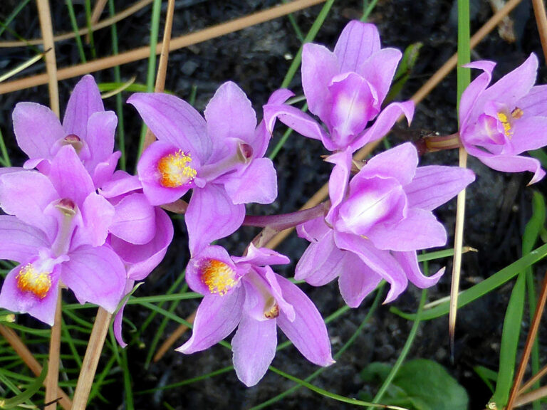 Manyflowered grasspink