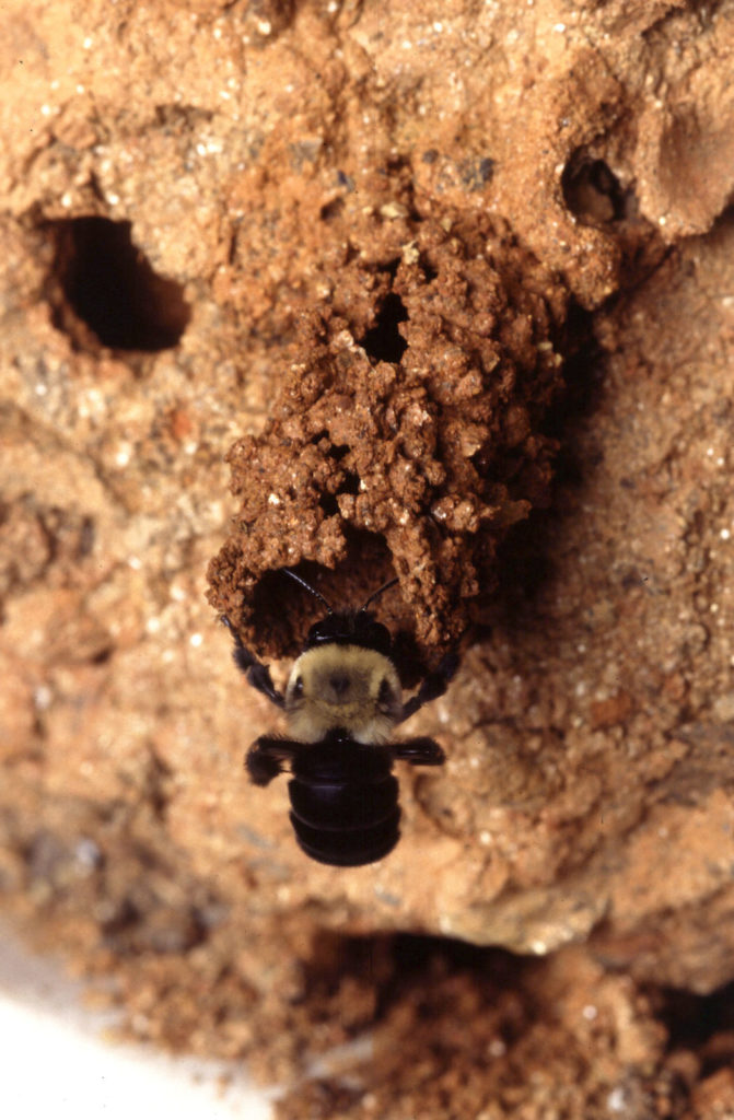 A mustached mud bee, Anthophora abrupta